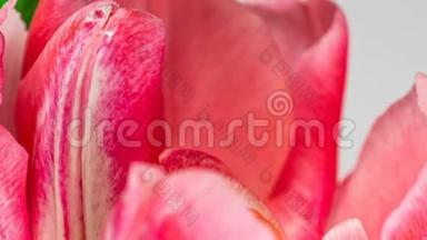 浅粉红色双牡丹郁金花在白色背景上绽放的时间推移，麦可可